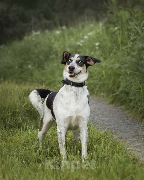 Собаки в Москве: Гладкошерстный фокстерьер Линда в добрые руки Девочка, Бесплатно - фото 3