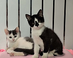 Кошки в Москве: Котёнок мальчик, 2.5 мес. от сибирской кошки Мальчик, 1 000 руб. - фото 2