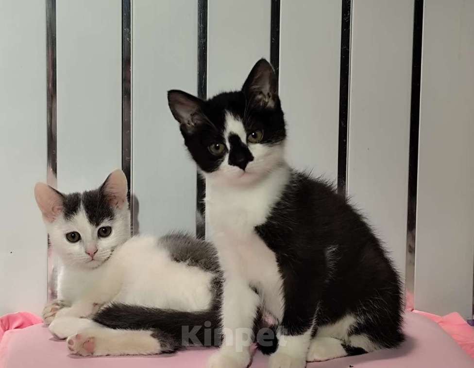 Кошки в Москве: Гриша. Котёнок мальчик, 3 мес. от домашней сибирской кошки.  Мальчик, 1 000 руб. - фото 2