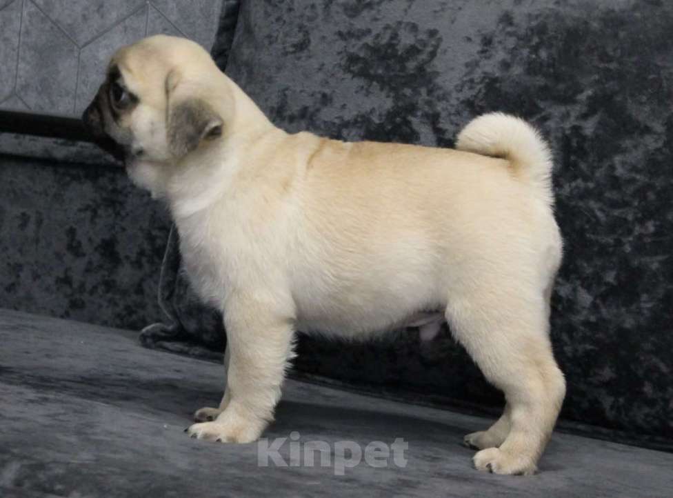 Собаки в Калуге: Щенки мопса Мальчик, 50 000 руб. - фото 2