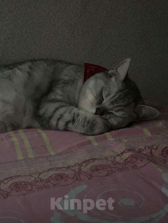 Кошки в Самаре: Отдам в добрые руки! Девочка, Бесплатно - фото 1