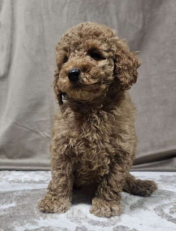 Собаки в Москве: Мия Девочка, 65 000 руб. - фото 1