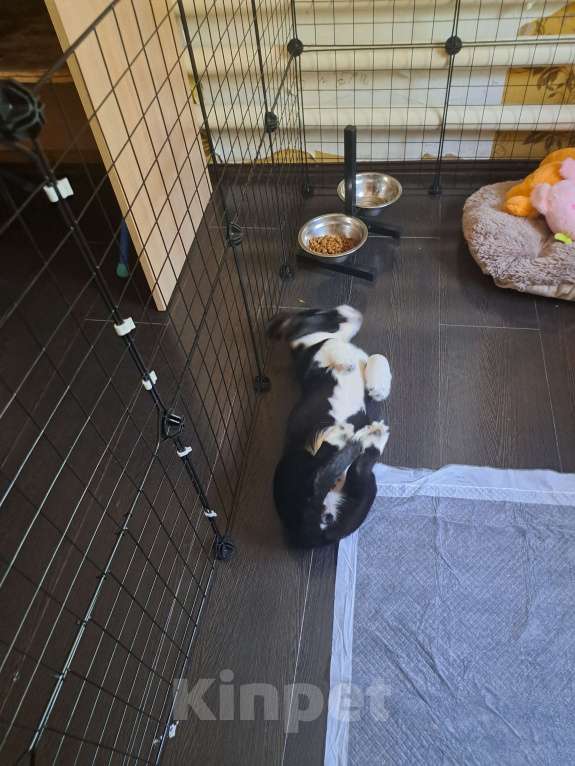 Собаки в Константиновске: добрая девочка кардиганчик, очень умная Девочка, 50 000 руб. - фото 4