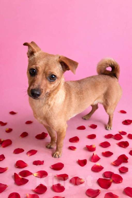 Собаки в Москве: Девочка Нюша ищет дом Девочка, Бесплатно - фото 2