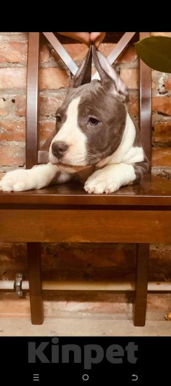 Собаки в Новосибирске: Предлагается шикарная сука АСТ Девочка, 5 000 руб. - фото 2