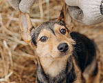 Собаки в Москве: Маленькая девочка из приюта ищет дом! Девочка, Бесплатно - фото 5