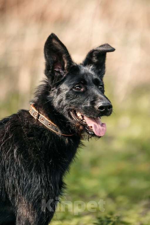 Собаки в Москве: Заберите меня, пожалуйста Мальчик, 1 руб. - фото 2