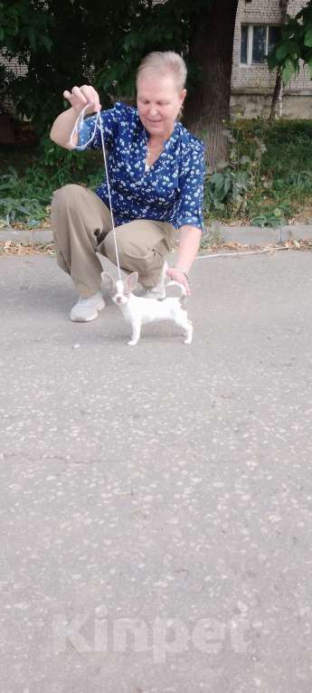 Собаки в Котельнике: Девочки чихуахуа Девочка, 50 000 руб. - фото 2