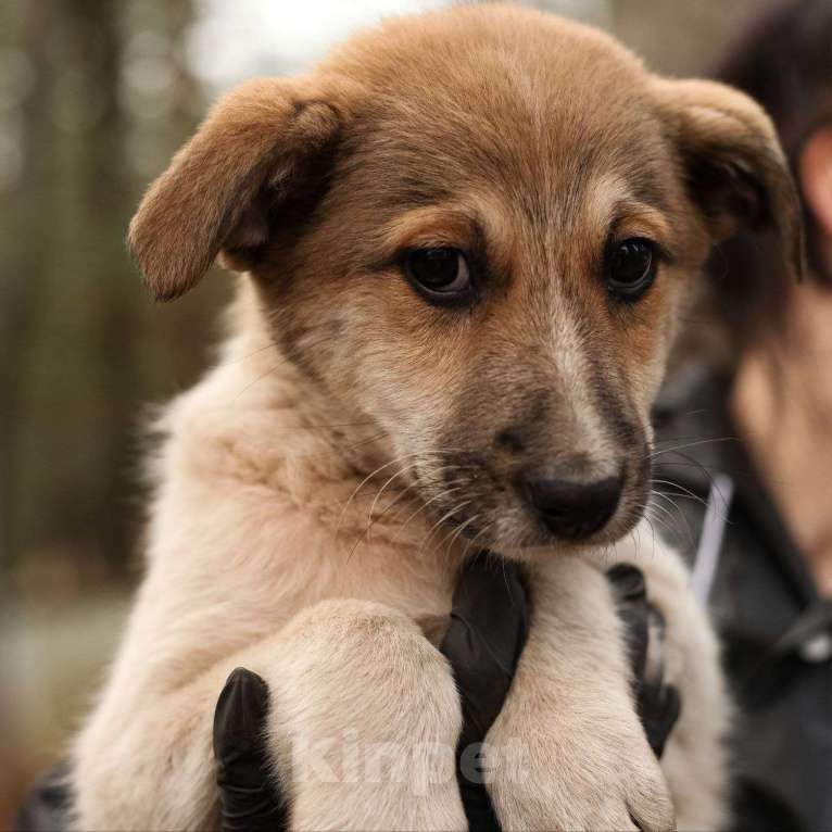 Собаки в Москве: Маленького щенка девочку нашли на улице 🆘️ Срочный поиск дома Девочка, Бесплатно - фото 3