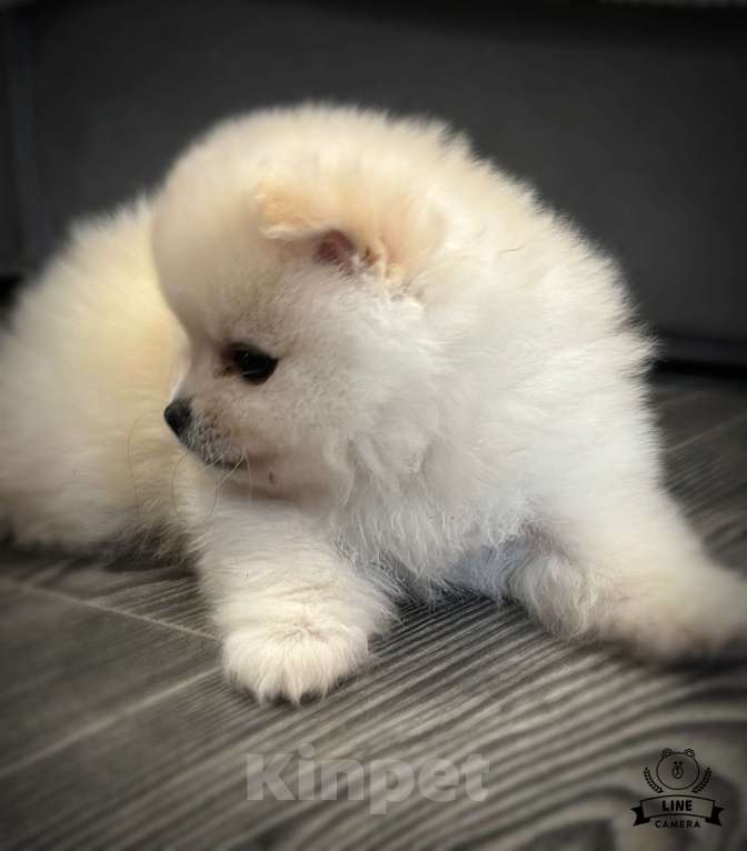 Собаки в Москве: Померанский шпиц мишка Мальчик, 25 000 руб. - фото 2