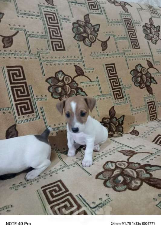 Собаки в Москве: Прода Джек Рассел терьер  Девочка, 15 000 руб. - фото 5