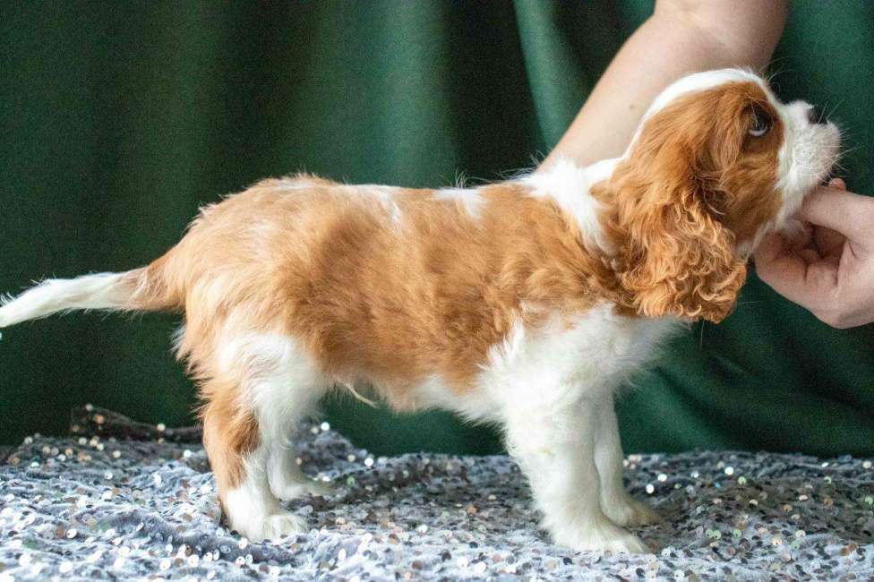 Собаки в Королеве: Продаю щенка ККЧС кобель Мальчик, 70 000 руб. - фото 4