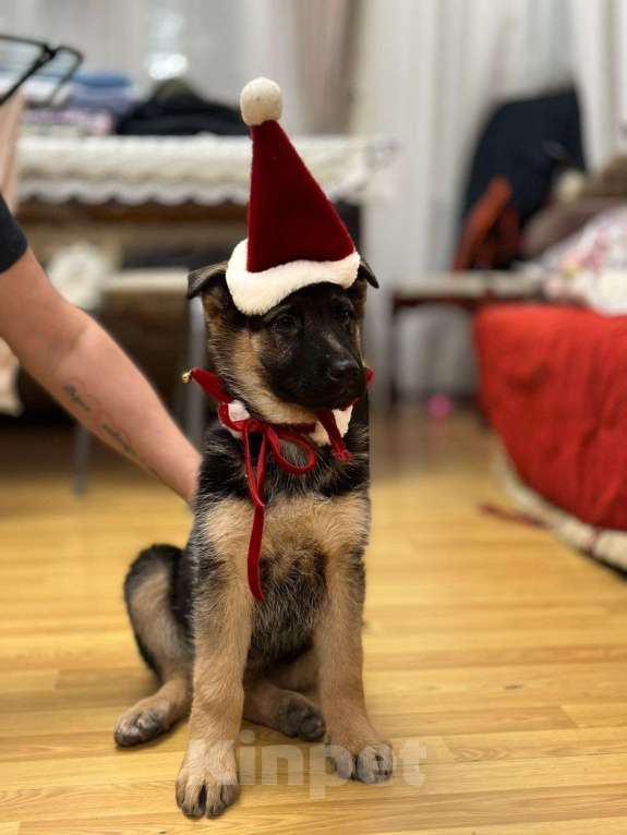 Собаки в других городах Московской области: Щенки Восточно европейской овчарки Девочка, Бесплатно - фото 2