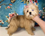 Собаки в Москве: Рыжий йорк с голубыми глазами девочка мини Девочка, 95 000 руб. - фото 2