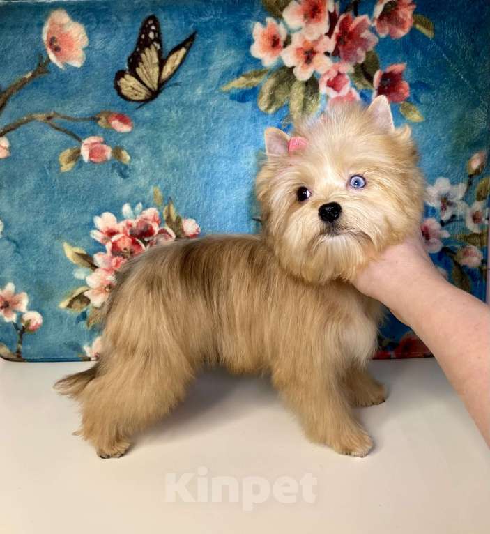 Собаки в Москве: Рыжий йорк с голубыми глазами девочка мини Девочка, 95 000 руб. - фото 2