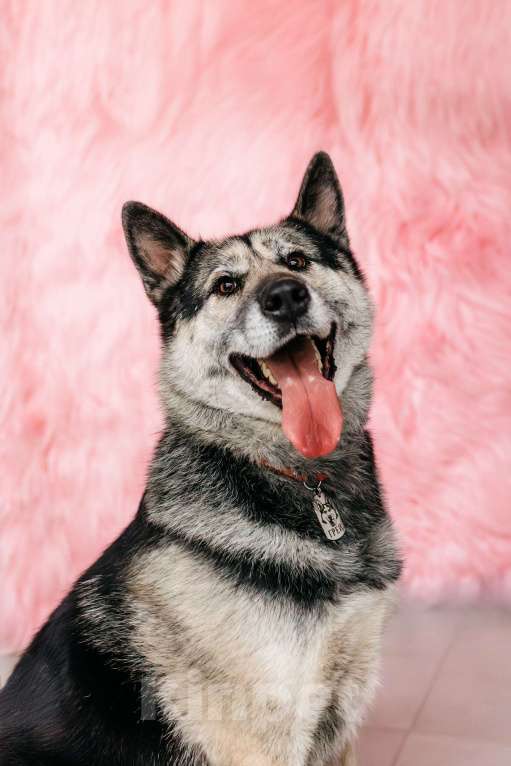 Собаки в Москве: Сложные времена порождают сильных. Суровые условия порождают выносливых. Мальчик, Бесплатно - фото 2