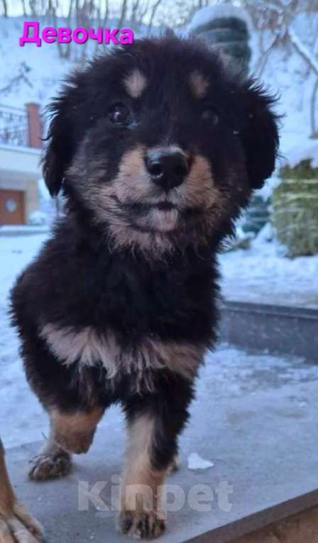 Собаки в Ессентуках: Девочка средняя Девочка, Бесплатно - фото 1