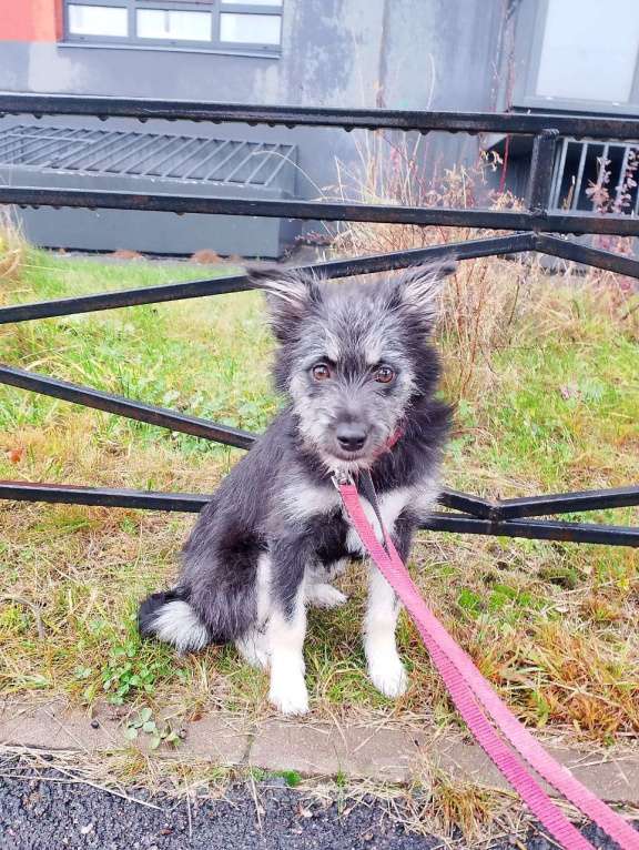 Собаки в Санкт-Петербурге: Маленькая собачка-домовёнок Девочка, Бесплатно - фото 6