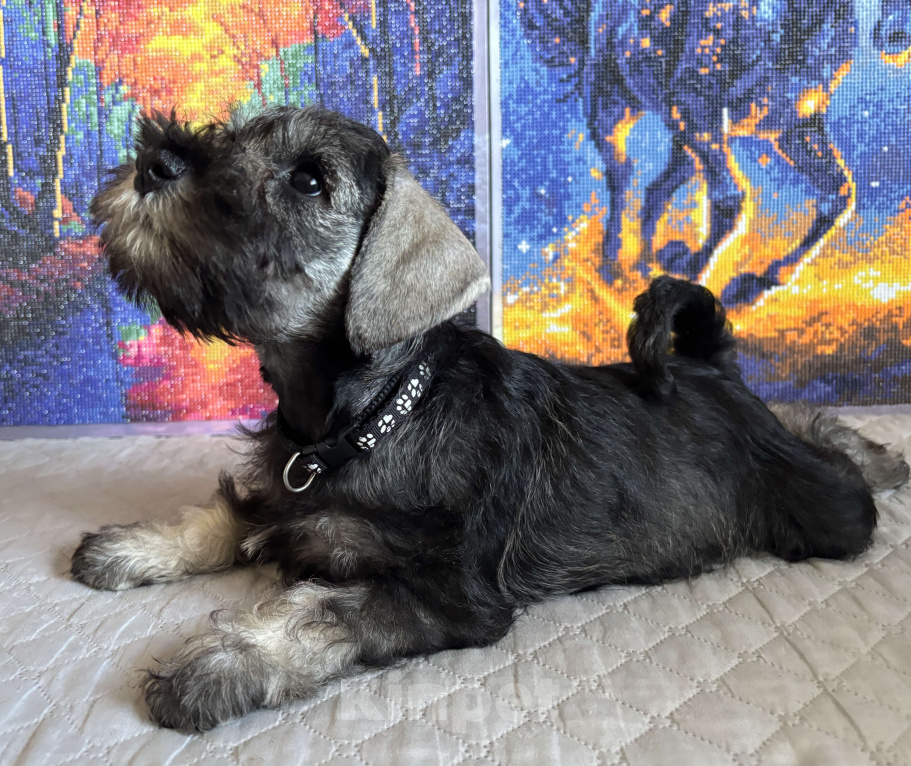 Собаки в Таганроге: Петти Девочка, 45 000 руб. - фото 1