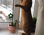 Кошки в Москве: Абиссинский кот на вязку, можно за котёнка, 6 000 руб. - фото 4