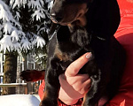 Собаки в Краснозаводске: Таксята стандарт Мальчик, 25 000 руб. - фото 7