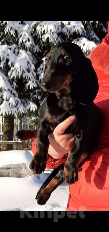 Собаки в Краснозаводске: Таксята стандарт Мальчик, 25 000 руб. - фото 7