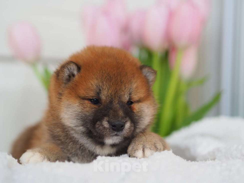 Собаки в Москве: Шиба ину щенки Мальчик, Бесплатно - фото 5