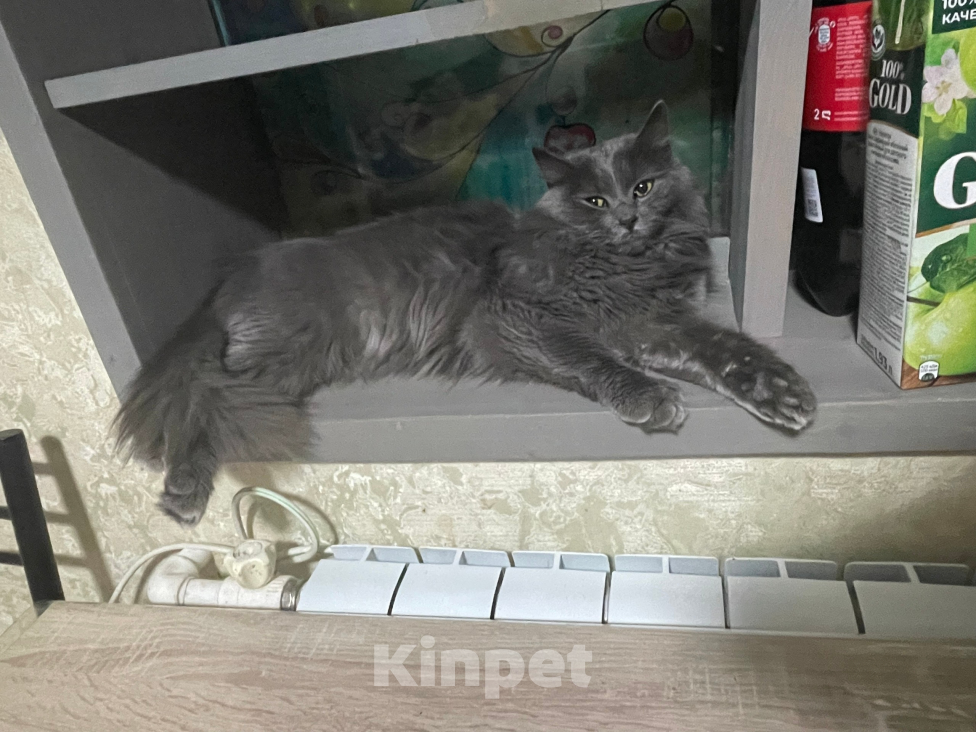 Кошки в Ростове-на-Дону: ‼️Пропала кошка ‼️ Девочка, 1 500 руб. - фото 1