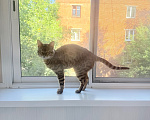 Кошки в Химках: Продаю котика ) Мальчик, 7 000 руб. - фото 1