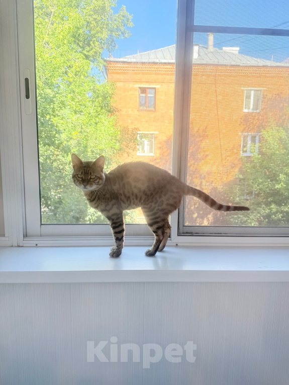 Кошки в Химках: Продаю котика ) Мальчик, 7 000 руб. - фото 1