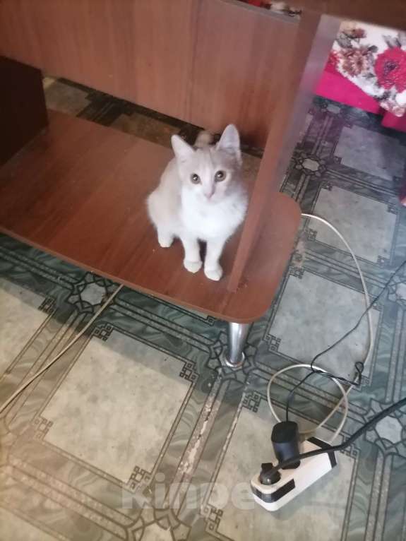 Кошки в Курске: срочно отдам прекрасную добрую кошечку в добрые руки! Девочка, Бесплатно - фото 6