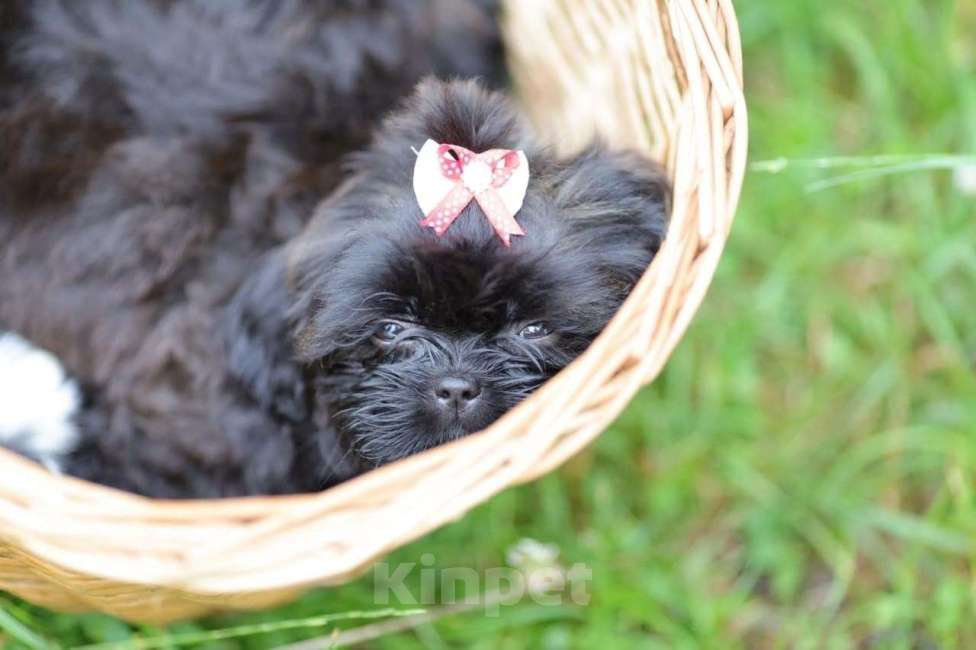 Собаки в Санкт-Петербурге: Ши-тцу щенки Девочки в черно-белом и черном  oкpасе. (взрoслый вeс 5,5-6 кг)  ️Готовы к переезду!    Девочка, 35 000 руб. - фото 2