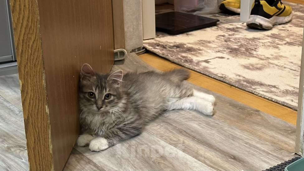 Кошки в Москве: Ася ищет дом Девочка, Бесплатно - фото 5