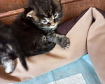 Кошки в других городах Ленинградской области: Котята в руковичках, котики и кошечки, разноцветные мурчалки Девочка, 45 000 руб. - фото 4
