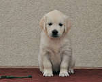 Собаки в Миассе: Щенок Золотистого ретривера  Девочка, 65 000 руб. - фото 2