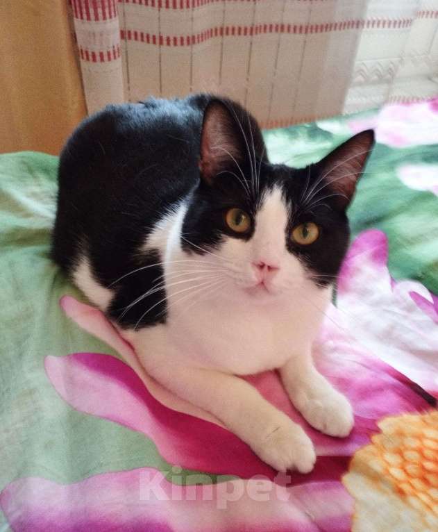 Кошки в Москве: Особенная  кошечка Китти ждёт свою семью  Девочка, Бесплатно - фото 5