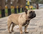 Собаки в Севастополе: Красивый мальчик  Мальчик, 70 000 руб. - фото 3