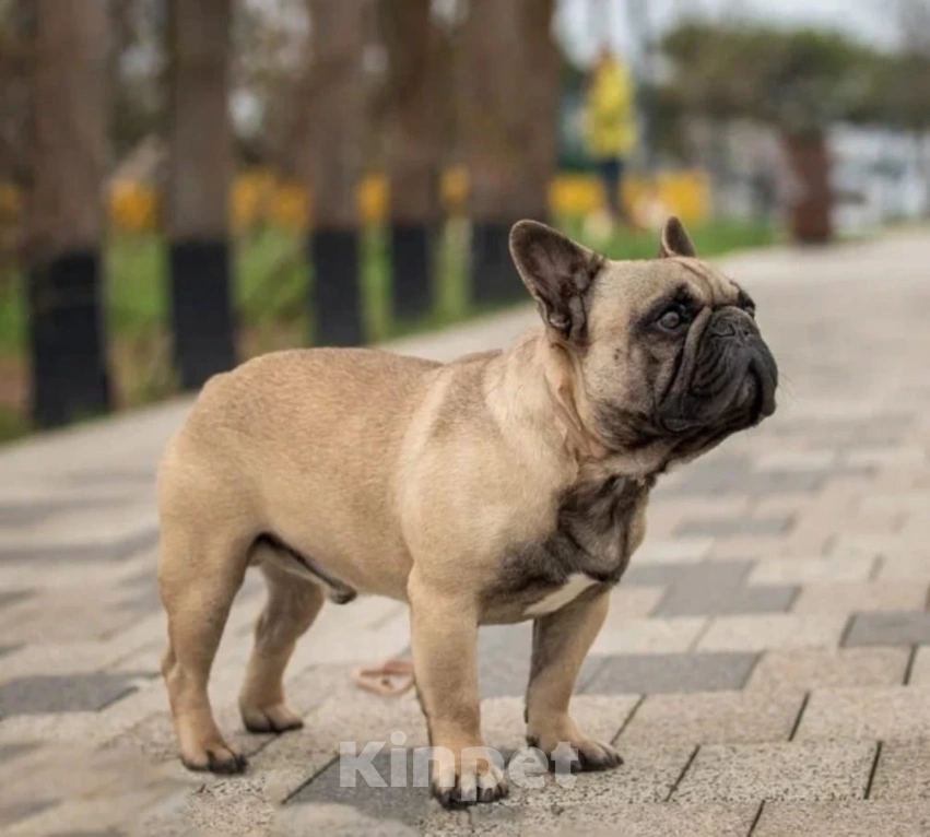 Собаки в Севастополе: Красивый мальчик  Мальчик, 70 000 руб. - фото 3