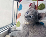 Кошки в Санкт-Петербурге: Чистопородный котёнок русская голубая Девочка, 25 000 руб. - фото 5