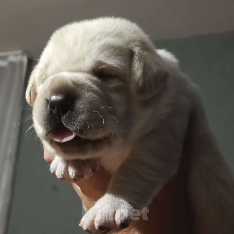 Собаки в Самаре: Щенки лабрадора  Мальчик, 50 000 руб. - фото 1