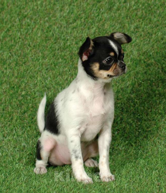 Собаки в Москве: Веселая девчуля Девочка, 17 000 руб. - фото 7