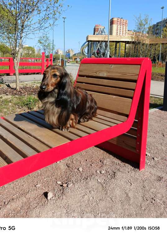 Собаки в Санкт-Петербурге: такса тигровая кроличья дл\ш сука Девочка, 150 000 руб. - фото 2