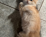 Кошки в Саке: Котята! Девочка, 20 000 руб. - фото 1