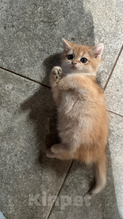 Кошки в Саке: Котята! Девочка, 20 000 руб. - фото 1
