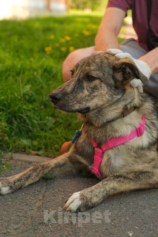 Собаки в Санкт-Петербурге: Нежная тигровая Николь из приюта в добрые руки Девочка, Бесплатно - фото 7