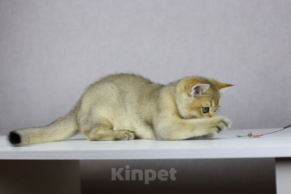 Кошки в Костроме: Британский котенок с родословной Мальчик, 25 000 руб. - фото 5