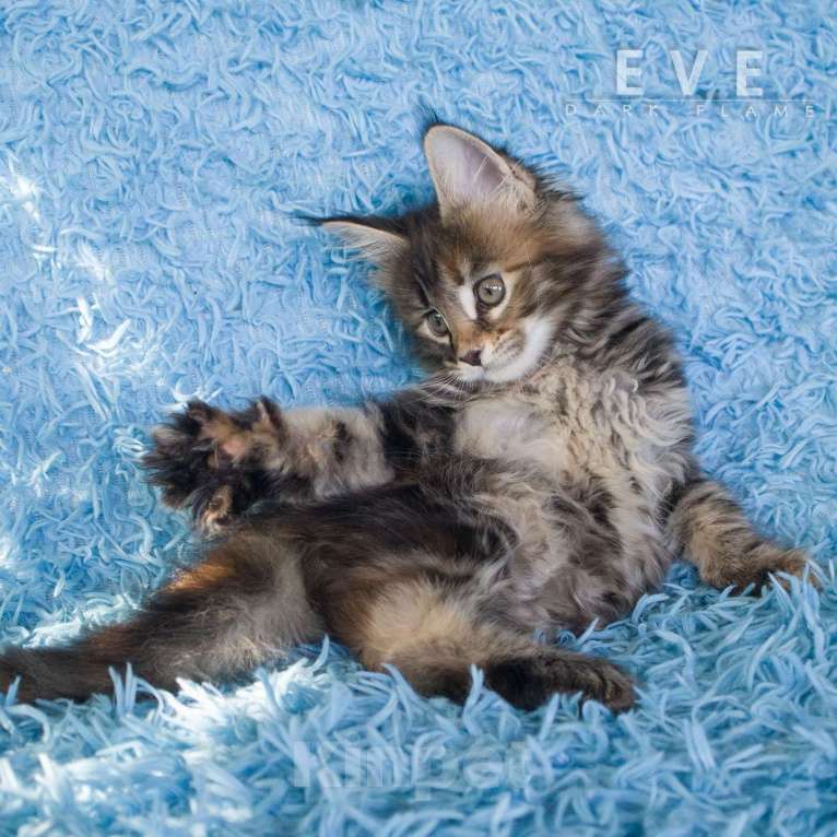 Кошки в других городах Воронежской области: Ева — мраморное чудо с шелковым характером Девочка, 50 000 руб. - фото 8