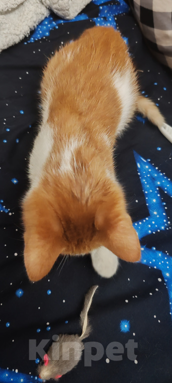 Кошки в Воронеже: Котёнок в добрые руки Мальчик, Бесплатно - фото 3