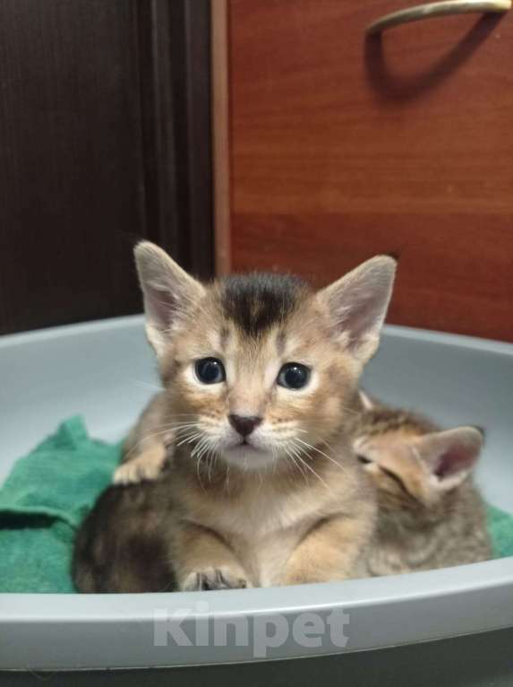 Кошки в других городах Московской области: Котята Чаузи, домашние тигриные львы Мальчик, 20 000 руб. - фото 2