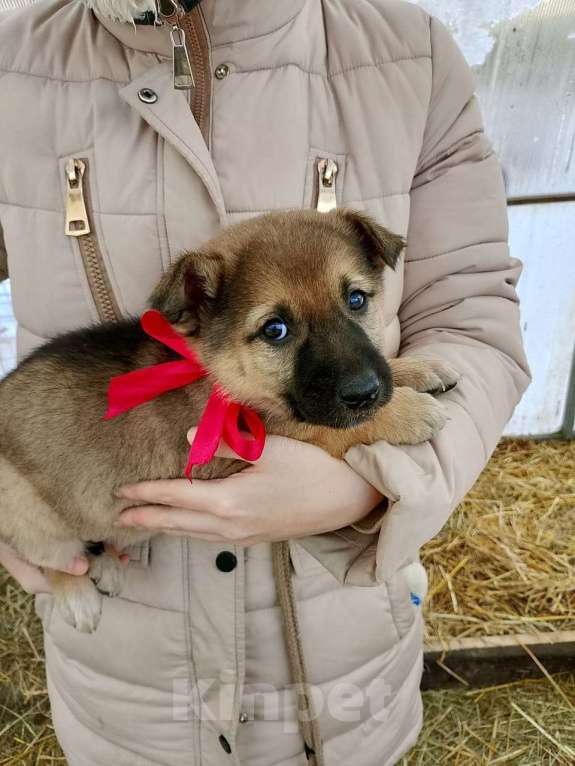 Собаки в других городах Московской области: Щенки ищут дом. Девочка, 500 руб. - фото 2